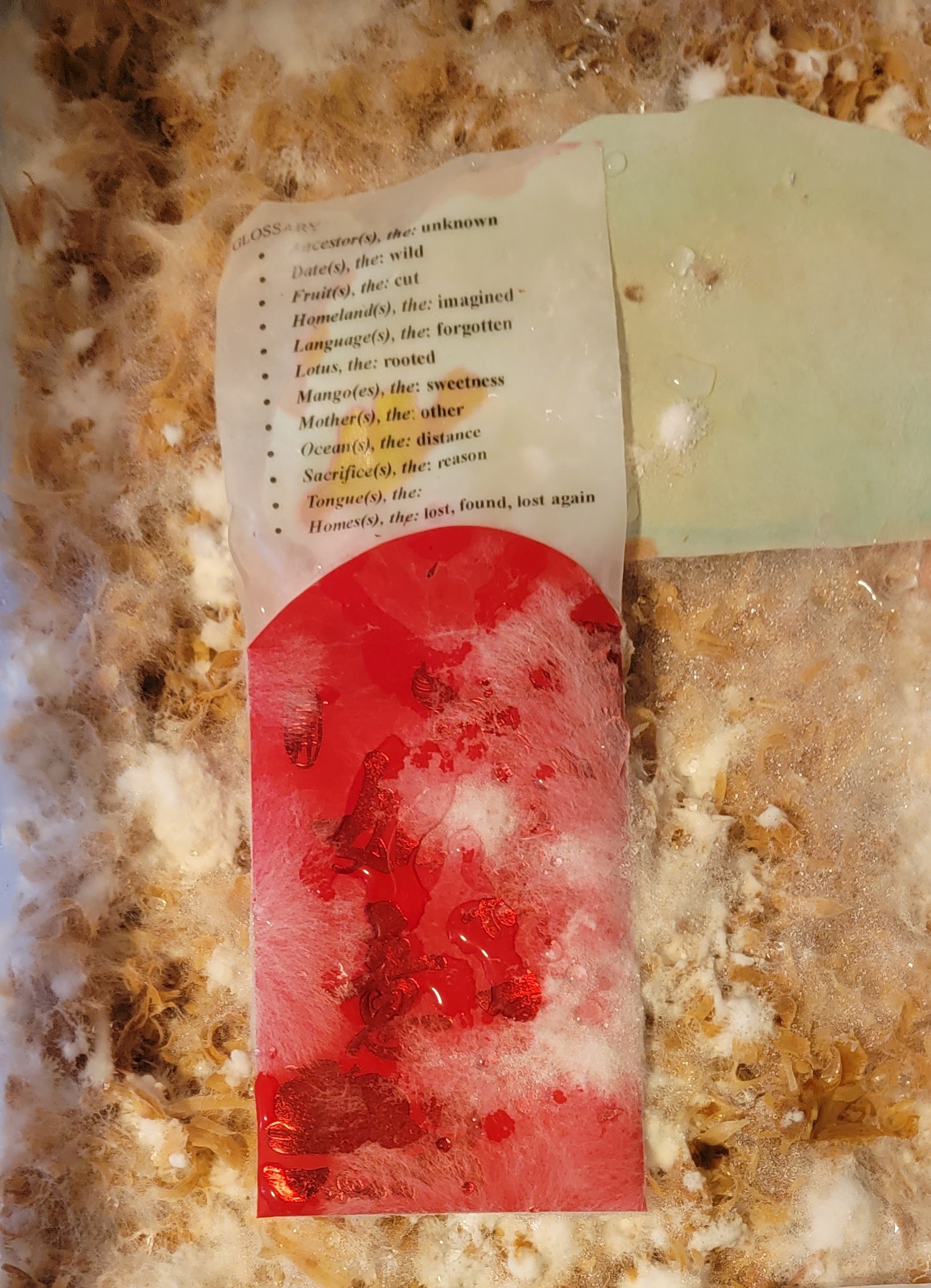 1000033377 (1)_crop.jpg